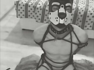 Puppy Play